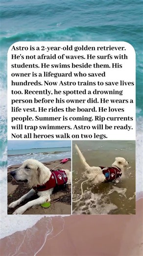 GOLDEN RETRIEVER TRAINING TO RESCUE DROWNING SWIMMERS🐕🌊
