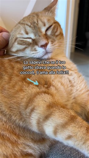 Se ti succede, sei davvero un super gattaro 💪 #bava #gatto
