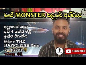My monster fish tank 🐟🐟🥰🥰The Happy Fish #sinhala #monsterfish #monstertank #arowana #polypterus