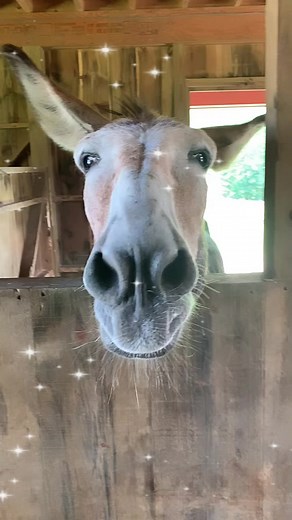 It's always a good day to be a donkey at Peace Ridge Sanctuary #donkeysofinstagram #donkeys #donkeyrescue #someonenotsomething #wheretheycanliveinpeace #thankful #truesanctuary | Peace Ridge Sanctuary