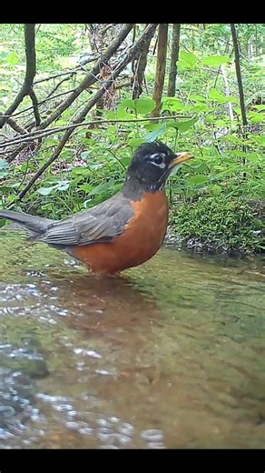 Backyard Birder | An American Robin has an epic time in the mountain spring 💦💦💦. #birds | Instagram