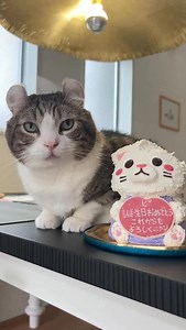 7.2K views · 865 reactions | My human is eating a cat! #creepy  • #katze #고양이 #catlovers #猫 #catlover #kucing #ねこ #instacat #meow #fluffy #cute #kitten #weeklyfluff #cat #cats #pet #petsofinstagram #petstagram #americancurl #shorts #funny | curlysnow0915 | Facebook