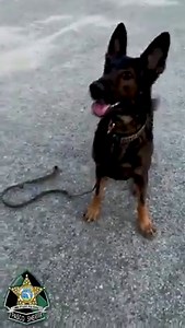 Are you as excited for the weekend as K9 Chris? | Pasco Sheriff's Office