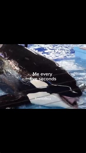 Explore the World of Orca Whales: Fascinating Insights