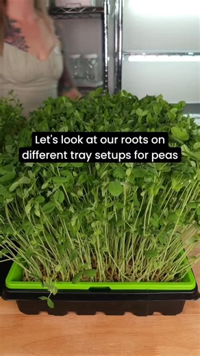 🌱 Pea shoots (aka Microgreens) grow strong and healthy root structures. Its fun to see the roots based on the grow setup you choose! These are the 3 most common ways people grow pea Microgreens, and we sell all of these try setups on our website. 😊 #Microgreens #MicrogreenFarmer #PeaShoots #GrowYourOwnFood #IndoorGrow #MicrogreensAtHome #OnTheGrow #Hydroponics #GrowYourOwn #HomeGrown #UrbanGardening #SmallSpaceGardening #GrowYourOwnGreens | On The Grow