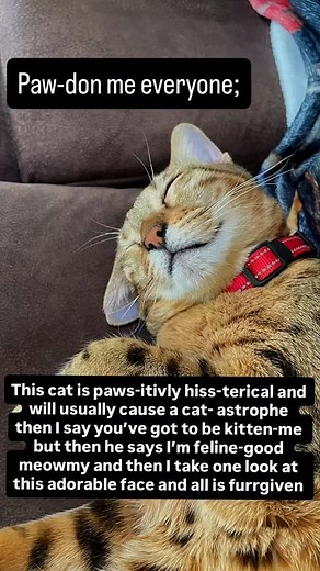 107 comments | Feline good with some kitty mumbo jumbo getting ready...