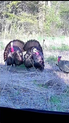 The Longbeard That Refused to Die – Heart-Stopping Turkey Hunt #turkeyhunting #gobblerhunting