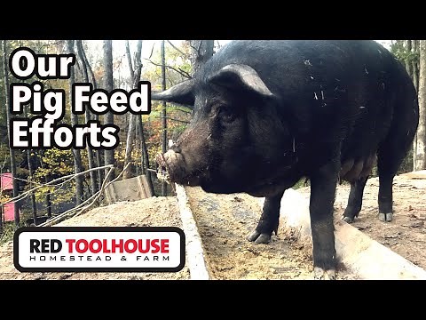 THREE Things we Feed Our Pigs for BEST WEIGHT GAIN