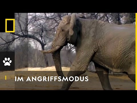 Elefanten schlagen Löwen in die Flucht! | National Geographic