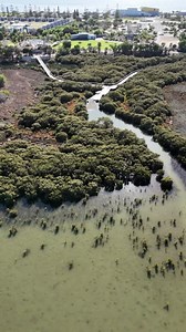Some corners of the South West stay quietly tucked away... just waiting to be discovered ✨ 🌿 Bunbury’s Mangrove Boardwalk – This newly redeveloped spot gets you closer than ever to the ancient landscape of the South West. Wander the path among emerald waters in the middle of the bustling @cityofbunbury, barely a whisper of noise around. 🌊 Contos cliffs - One of the most dramatic stretches of the Cape to Cape walk, where you'll clamber over rocks, stride along wind-carved limestone, and be met 