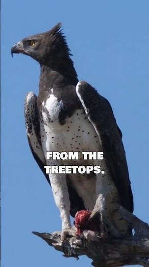 The Harpy Eagle Hunts Monkeys With Massive Talons