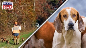 These Hunting Dogs Are Ready for Action