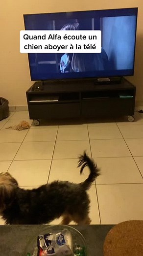 Dogs Watching TV: A Fun Domestic Moment