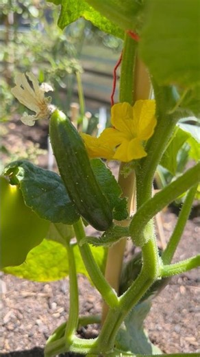 My garden’s tiny cucumber plant #garden #plants #gardening