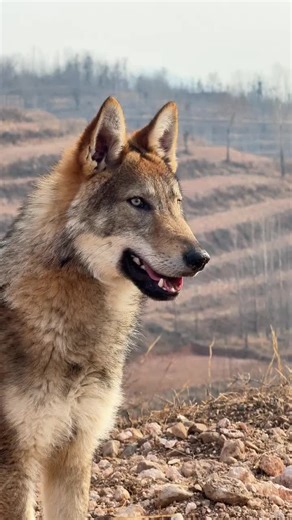 Wild Boar Speed & Mountain Lion Documentary