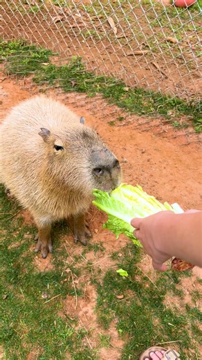 1.8K views · 54 reactions | Already exploring the Pine Mountain area? Don’t miss the wildest stop just around the corner at Wild Animal Safari! From drive-thru encounters with zebras to walkabout adventures with lemurs, it's the perfect add-on to your family getaway!煉✨ ⏱️ Only minutes away—make your trip even more unforgettable! ️ Start the safari: animalsafari.com | Wild Animal Safari | Facebook