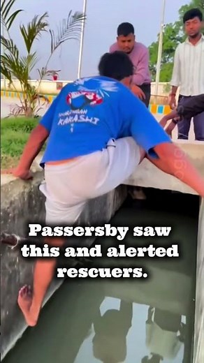 Stray Dog Crying for Help in Deep Canal Gets Rescued Just in Time 🐾 #rescue #heartwarming #dogs
