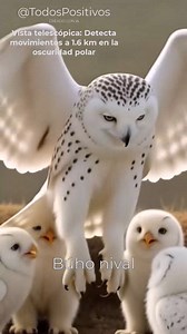 🦉 BÚHO NIVAL: EL FANTASMA BLANCO DEL ÁRTICO (Bubo scandiacus) 📌 CARACTERÍSTICAS PRINCIPALES Nombre científico: Bubo scandiacus (antes Nyctea scandiaca). Distribución: Tundra ártica circumpolar (Canadá, Alaska, norte de Eurasia). Migra al sur en inviernos extremos. Hábitat: Llanuras abiertas sin árboles, dunas costeras y márgenes de hielo. Tamaño: Envergadura: 1.3-1.5 m. Peso: 1.5-3 kg (hembras más grandes y oscuras). Longevidad: 10 años en libertad (hasta 28 en cautiverio). ❄️ ADAPTACIONES AL 