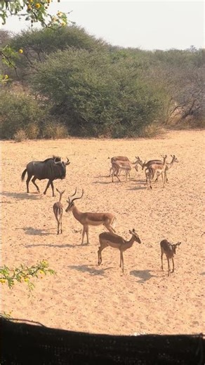 Impala bow hunt at Bokamoso. #bowhunting #hunting #archery #shorts #viralshorts