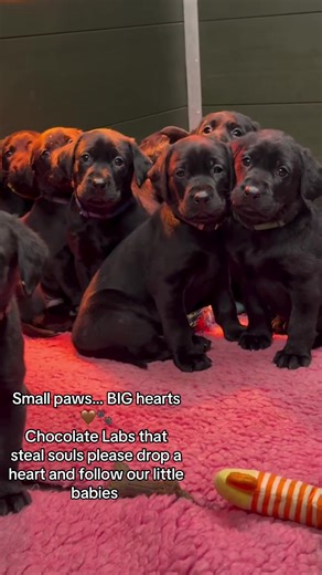 Small paws… BIG hearts 🤎🐾 Chocolate Labs that steal souls. #ChocolateLabs #LabPuppies #LabradorRetriever #PuppyLove #PuppyGram