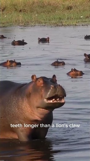 "Crocodile vs Hippo – The REAL King of the River!" #Animalfights#wildlife#Nature#YoutubeShort