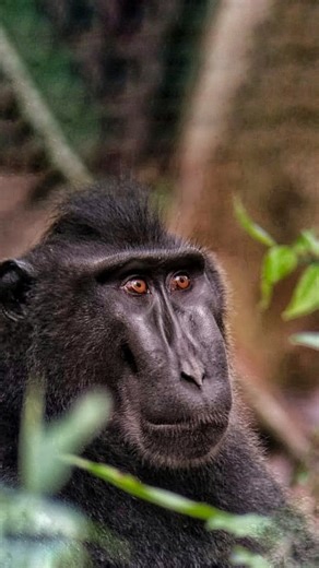 An absolutely incredible wildlife encounter. Amidst an expedition in Northern Sulawesi, Indonesia. Completely unexpected, a troop of Celebes Crested Macaques passed through seemingly unbothered by our presence. A strong demonstration of wild animal behavior untainted by knowledge or memory of human molestation. The Celebese Crested Macaque is endemic only to the far tip of Northern Sulawesi Indonesia. One of the most threatened primate species in the world. Nearly 90% of its population has decli