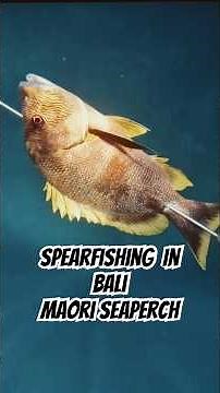 Bali spearfishing Maori Seaperch