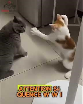 🐾 Chats rigolos et espiègles | Vidéo drôle de chats à mourir de rire #SauvetageChat #HistoireDeChat
