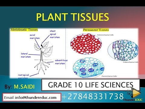 Introduction PLANT TISSUE : Grade 10 life sciences |ThunderEDUC |M.SAIDI