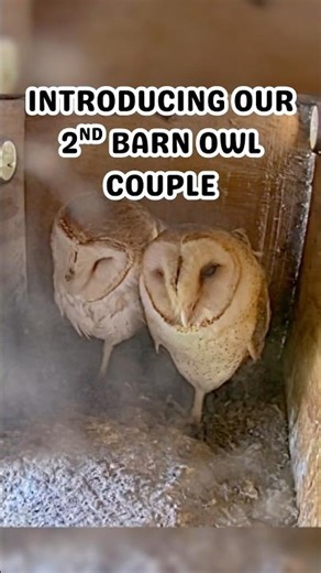 Introducing our second barn owl couple in the villa: Storm + Logan 💞 #matingowls #owlcam