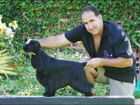 CHIENS – Le toilettage d’un chien Cocker