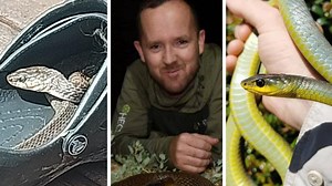Shock finds, 30 bites: Why so many snakes are seen in this Qld spot
