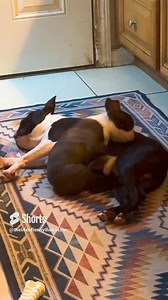 Lenny has taught Yoshi to be a great big brother, he’s really enjoying being one to Maui, as am I 😊 #bostonterrier #bostonterrierpuppy | Lenny The Boston