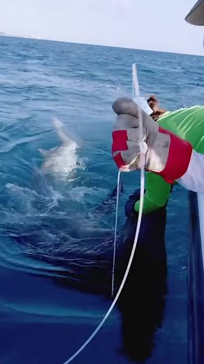 MASSIVE World Record Size Hammerhead Shark Caught Fishing with Greg Norman #Dolphin #Massive #Fishing #Sport #Angling #BlacktipH #Challenge #Strength #Lifestyle #Hobby #Shark #Monster #MASSIVE #Record #Hammerhead #Shark #Caught