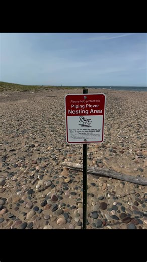 Little round Piping Plovers hide in plain sight on sandy ocean and lake shores, blending right in with their sandy gray backs. It's not until they scurry down the sand on their orange legs that you're likely to spot these big-eyed shorebirds with a sharp black collar and an orange bill. They nest in soft sand away from the water's edge along the Atlantic Coast, Great Plains, and Great Lakes. They are endangered due to habitat loss, disturbance, and predation. #endangeredspecies #pipingplover #up