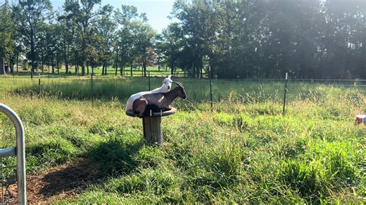 Penelope & Percy perched on their favorite spool shooting the breeze #relaxing #goatsoftiktok #farmlife #momentsatmaplewood