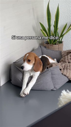 Esto no deja dormir a mi perro