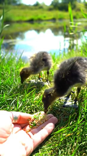 2.9K views · 97 reactions | So beautiful chicks | Nature's Palette | Facebook