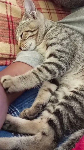 My cat sleeping with me #cat photo AI video using youtube