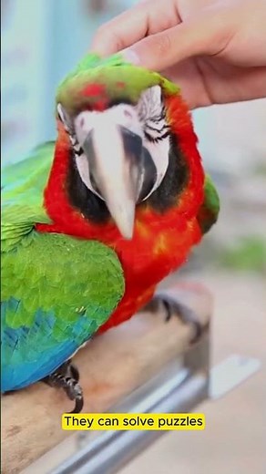 How Intelligent Are African Grey Parrots? Watch Now!