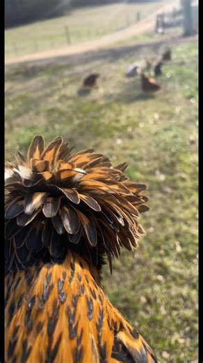 3.5K views · 51 reactions | Happy chicken noises. #happychickens #freerange #freerangechickens #fresheggs #fresheggsdaily #sometimes #petchickens #ilovechickens #chickens #chickensmakemehappy #yesplease #thankyou #outdoorliving #outdooradventures #farmanimals #farmlife #ranchlife | The Dam Farm | Facebook