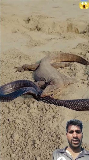 🦎 Komodo Dragon vs Snake! 🐍 | Unbelievable Jungle Battle #Shorts