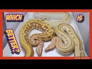 Adult Female Blood Python Morphs!