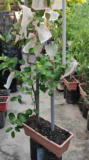 Day 137🍎Simple Way to Cover 30+ Apple Bidara |Why it finally fruits| AIO Semi Hydro Planter (No. 51)