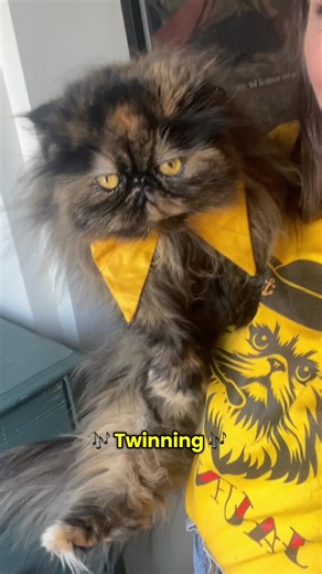 Just two tortie ladies twinning together, one of them was feeling jaunty and the other was feeling scundered 🤣 . #tortitude tortoiseshell Persian cat