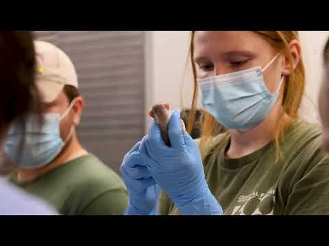 The Birth of Rare Fossa Pups | Behind the Scenes at Central Florida Zoo & Botanical Gardens