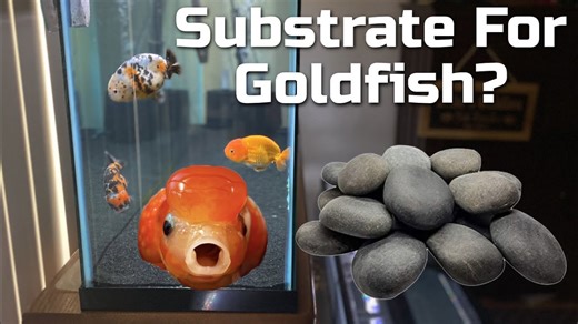 Choosing the Best Substrate for Your Goldfish Aquarium