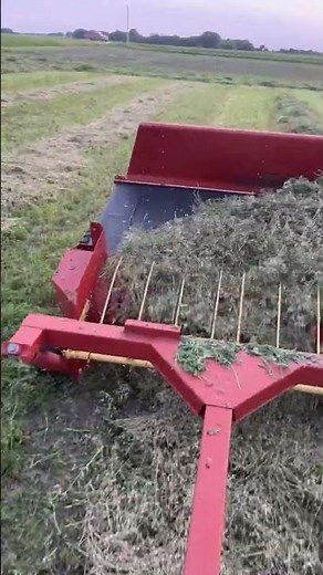 Farmall 450 and new holland 166 inverter turning alfalfa #farmall #ih #newholland #hay