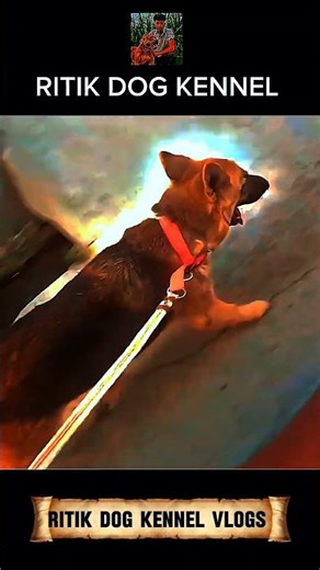 German shepherd 🤣 | ritik dog kennel | #shorts #ritikdogkennel #germanshepherd #rocko #doglover