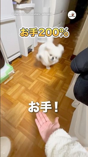 200% Hands-on | PECO